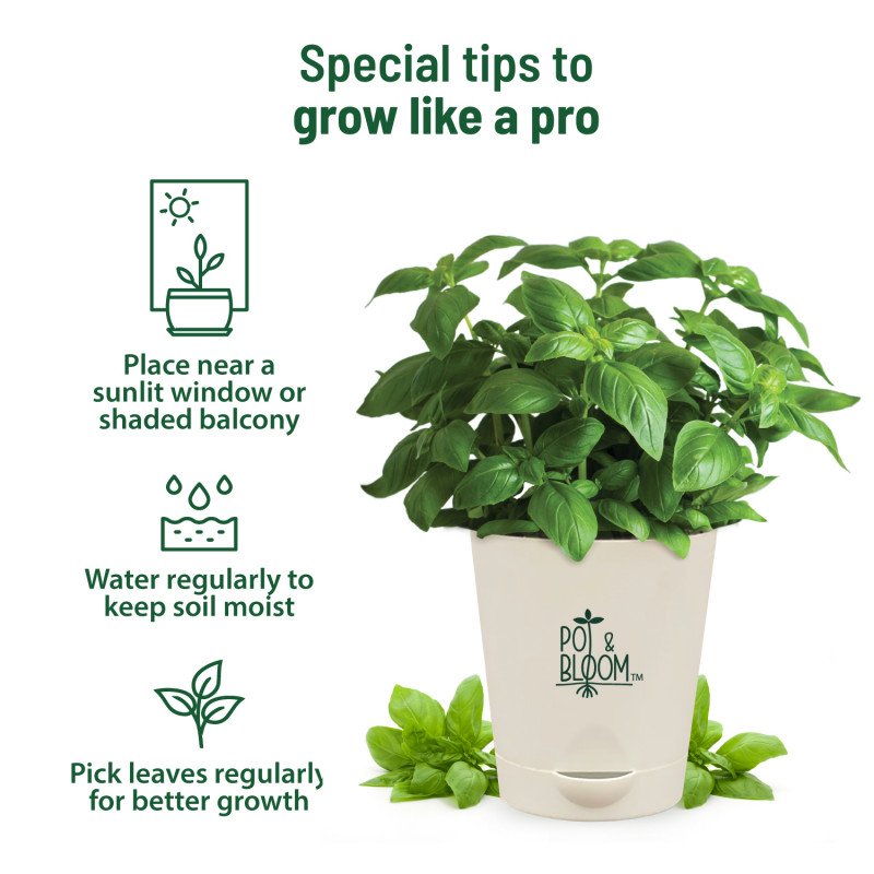 Pot and Bloom Italian Basil Plant Gardening Kit Plant Kit for