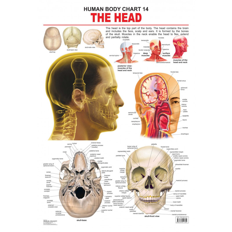 The Head Chart | Head wellness resource | Head physiology guide | Head ...