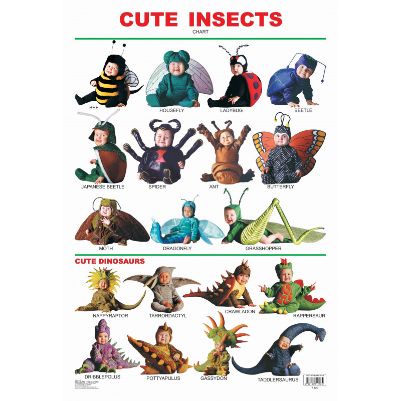 Cute Insects | Educational wall chart | Colorful presentation ...